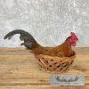 Domestic Chicken Rooster Taxidermy Mount For Sale - Image 2