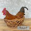 Domestic Chicken Rooster Taxidermy Mount For Sale - Image 3