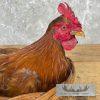 Domestic Chicken Rooster Taxidermy Mount For Sale - Image 7