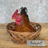 Domestic Chicken Rooster Taxidermy Mount For Sale - Image 6