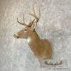 Whitetail Deer Taxidermy Shoulder Mount For Sale - Image 4