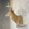 Whitetail Deer Taxidermy Shoulder Mount For Sale - Image 5