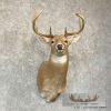 Whitetail Deer Taxidermy Shoulder Mount For Sale - Image 2