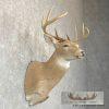 Whitetail Deer Taxidermy Shoulder Mount For Sale - Image 3