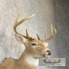 Whitetail Deer Taxidermy Shoulder Mount For Sale - Image 6