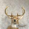Whitetail Deer Taxidermy Shoulder Mount For Sale - Image 7