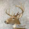 Whitetail Deer Taxidermy Shoulder Mount For Sale - Image 8