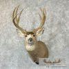 Mule Deer Taxidermy Shoulder Mount For Sale - Image 2