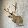 Mule Deer Taxidermy Shoulder Mount For Sale - Image 3