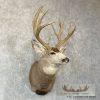 Mule Deer Taxidermy Shoulder Mount For Sale - Image 4