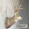 Mule Deer Taxidermy Shoulder Mount For Sale - Image 5