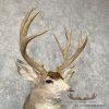 Mule Deer Taxidermy Shoulder Mount For Sale - Image 6