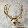 Mule Deer Taxidermy Shoulder Mount For Sale - Image 7