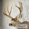 Mule Deer Taxidermy Shoulder Mount For Sale - Image 8