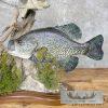 White Crappie and Black Crappie Fish Scene For Sale - Image 8