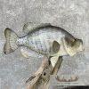 White Crappie and Black Crappie Fish Scene For Sale - Image 7
