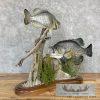 White Crappie and Black Crappie Fish Scene For Sale - Image 3