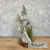 White Crappie and Black Crappie Fish Scene For Sale - Image 5