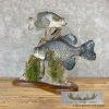 White Crappie and Black Crappie Fish Scene For Sale - Image 2