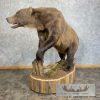 Inland Grizzly Bear Life-Size Taxidermy Mount For Sale - Image 8