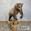 Inland Grizzly Bear Life-Size Taxidermy Mount For Sale - Image 4