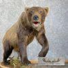 Inland Grizzly Bear Life-Size Taxidermy Mount For Sale - Image 10