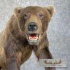Inland Grizzly Bear Life-Size Taxidermy Mount For Sale - Image 9