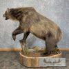 Inland Grizzly Bear Life-Size Taxidermy Mount For Sale - Image 5