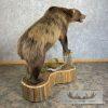Inland Grizzly Bear Life-Size Taxidermy Mount For Sale - Image 7