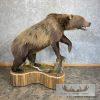 Inland Grizzly Bear Life-Size Taxidermy Mount For Sale - Image 3