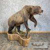 Inland Grizzly Bear Life-Size Taxidermy Mount For Sale - Image 2