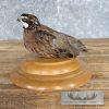 Bobwhite Quail Taxidermy Bird Mount For Sale - Image 4