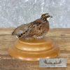 Bobwhite Quail Taxidermy Bird Mount For Sale - Image 5