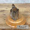 Bobwhite Quail Taxidermy Bird Mount For Sale - Image 6