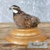 Bobwhite Quail Taxidermy Bird Mount For Sale - Image 2