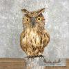 Reproduction Long-eared Owl Taxidermy Mount For Sale - Image 8