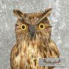 Reproduction Long-eared Owl Taxidermy Mount For Sale - Image 9