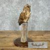 Reproduction Long-eared Owl Taxidermy Mount For Sale - Image 2