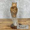Reproduction Long-eared Owl Taxidermy Mount For Sale - Image 5