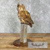 Reproduction Long-eared Owl Taxidermy Mount For Sale - Image 4