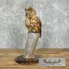 Reproduction Long-eared Owl Taxidermy Mount For Sale - Image 3