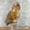 Reproduction Long-eared Owl Taxidermy Mount For Sale - Image 7