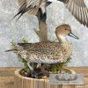 Pintail Duck Pair Taxidermy Mount For Sale - Image 8