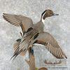 Pintail Duck Pair Taxidermy Mount For Sale - Image 7