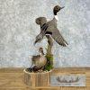 Pintail Duck Pair Taxidermy Mount For Sale - Image 4