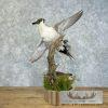 Pintail Duck Pair Taxidermy Mount For Sale - Image 6