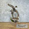 Pintail Duck Pair Taxidermy Mount For Sale - Image 3