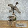 Pintail Duck Pair Taxidermy Mount For Sale - Image 2