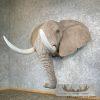 African Elephant Replica Taxidermy Shoulder Mount For Sale - Image 3