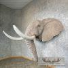 African Elephant Replica Taxidermy Shoulder Mount For Sale - Image 5